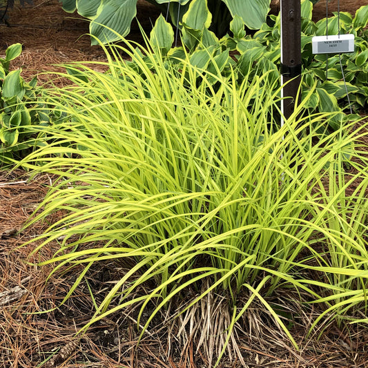 Bowles Golden' Sedge (Carex) - Photo Property of Garden Crossings LLC