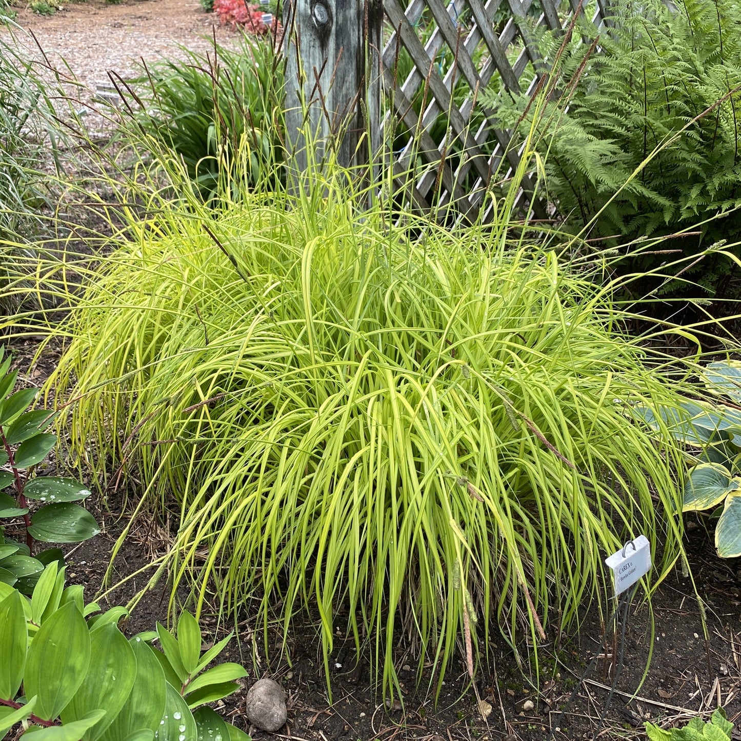 A cluster of bright green, slender, arching leaves of 'Bowles Golden' Sedge (Carex) grows in a garden bed. A small white sign identifies the ornamental grass, set before a wooden lattice fence and surrounding plants - Photo Property of Garden Crossings LLC.