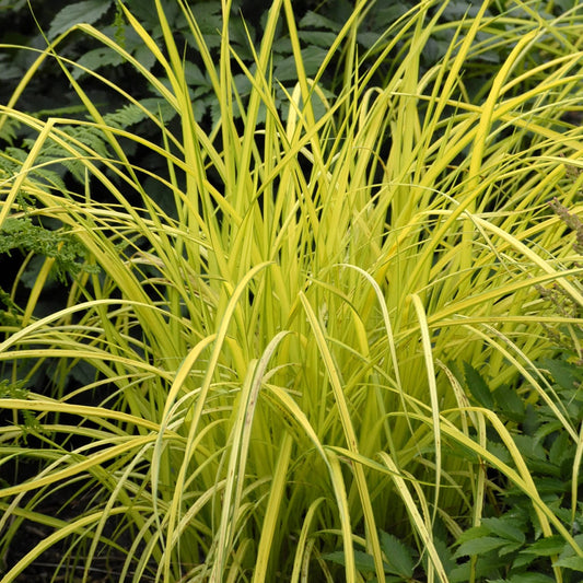 ‘Bowles Golden’ Sedge (Carex) is a deer resistant ornamental grass with long, yellow-green leaves that spread outward, creating a dense clump contrasted by darker green foliage - Photo Courtesy of Walters Gardens, Inc.