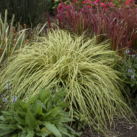 Evergold' Sedge (Carex) - Photo Courtesy of Walters Gardens, Inc.