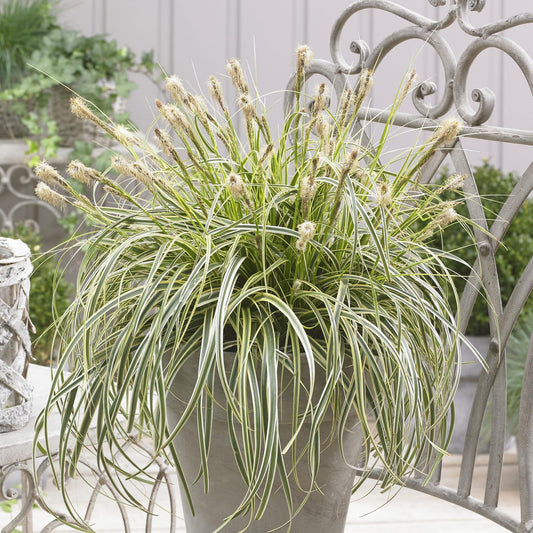 Feather Falls™ Sedge (Carex) - Photo Courtesy of Ball Horticulure, Inc.