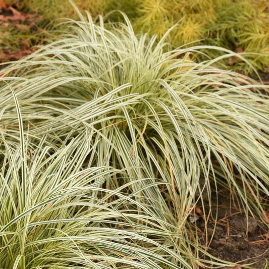 Dense clumps of Feather Falls™ Sedge (Carex), a variegated plant with long, slender green and white striped leaves, growing outdoors in soil - Photo Courtesy of Ball Horticulture, Inc.