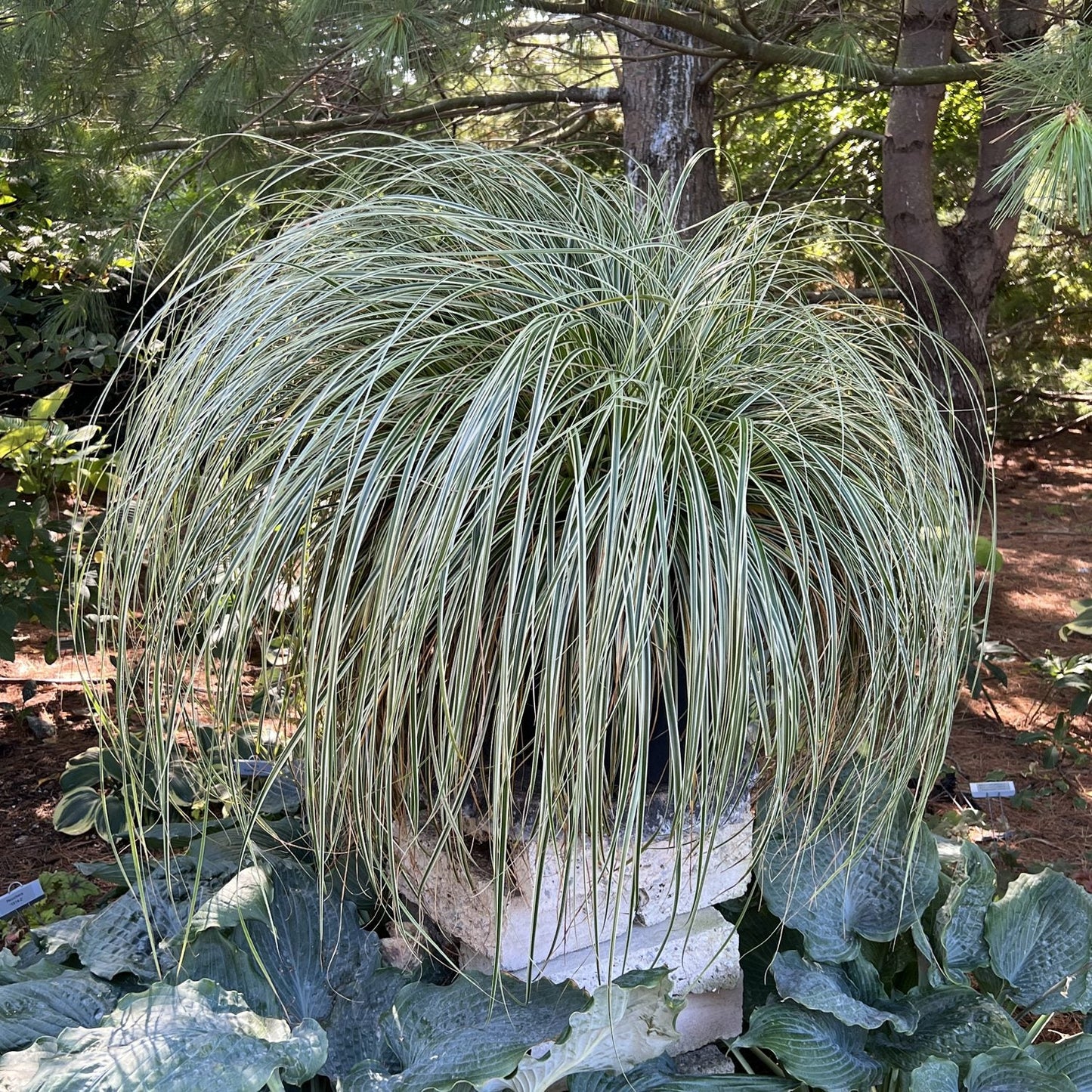 A large pot of Feather Falls™ Sedge (Carex), an ornamental grass with long, arching green and white leaves, sits on a pedestal surrounded by broad-leaved plants in a shaded garden - Photo Property of Garden Crossings LLC. Decorative pot not included.
