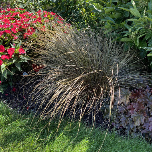 A clump of Graceful Grasses® Toffee Twist Sedge (Carex), with bronze foliage and thin, arching tan and green blades, grows in a garden bed surrounded by red flowers, leafy green plants, and sunlit grass - Photo Property of Garden Crossings LLC.
