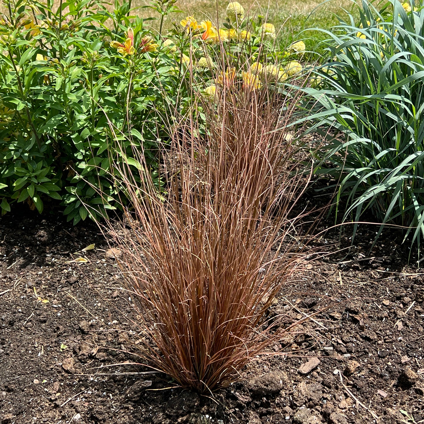 Graceful Grasses® Toffee Twist Sedge (Carex) - Photo Property of Garden Crossings LLC