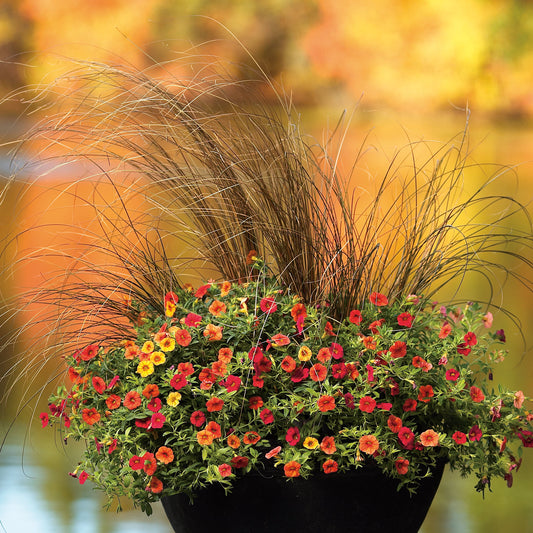 Graceful Grasses® Toffee Twist Sedge (Carex) - Photo Courtesy of Proven Winners, Inc.