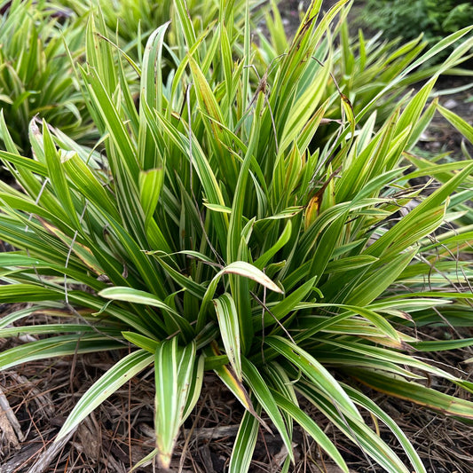 A close-up of Noble Native' Sedge (Carex)—with dense, long, narrow green leaves edged in white—emerges from the ground amid brown mulch and other shade groundcovers - Photo Courtesy of Proven Winners, Inc.