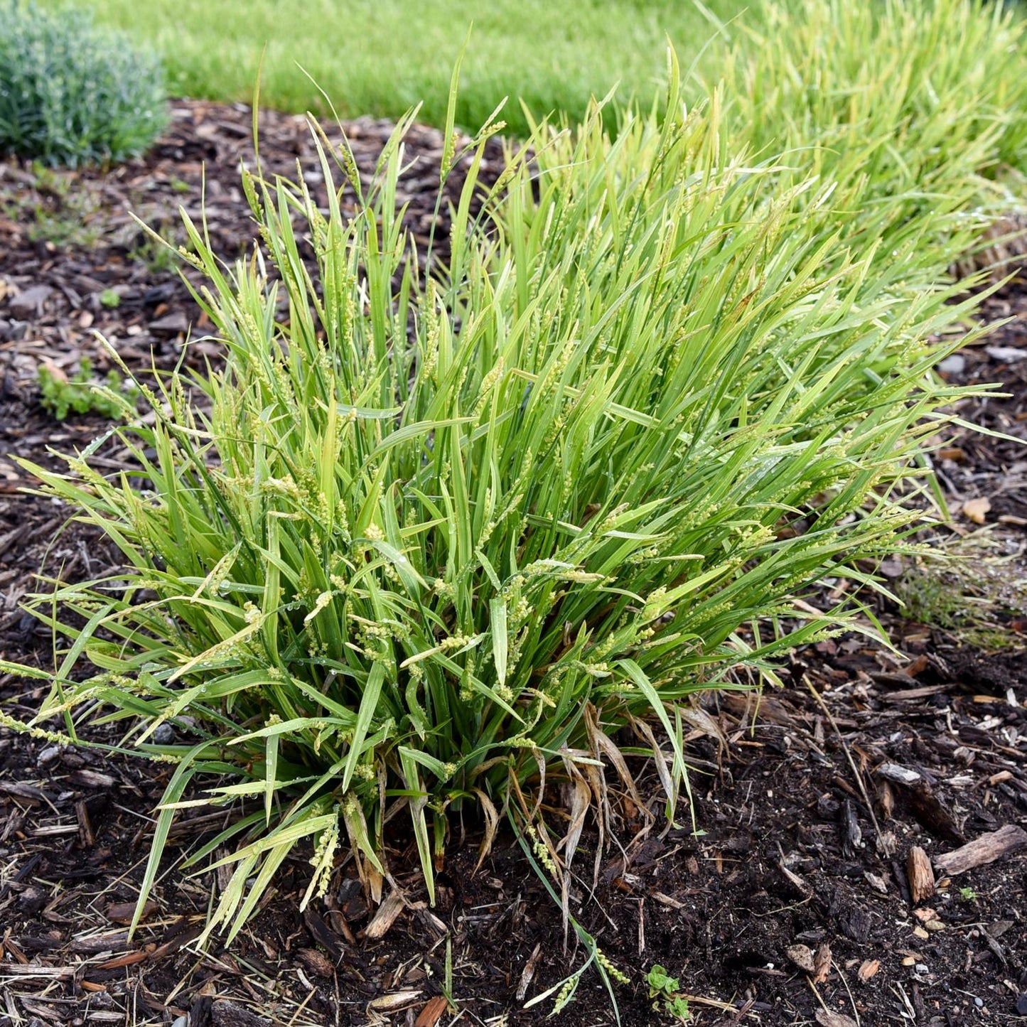A clump of 'Noble Native' Sedge (Carex), a green ornamental grass with narrow leaves, grows in mulch and soil among other greenery - Photo Courtesy of Proven Winners, Inc.