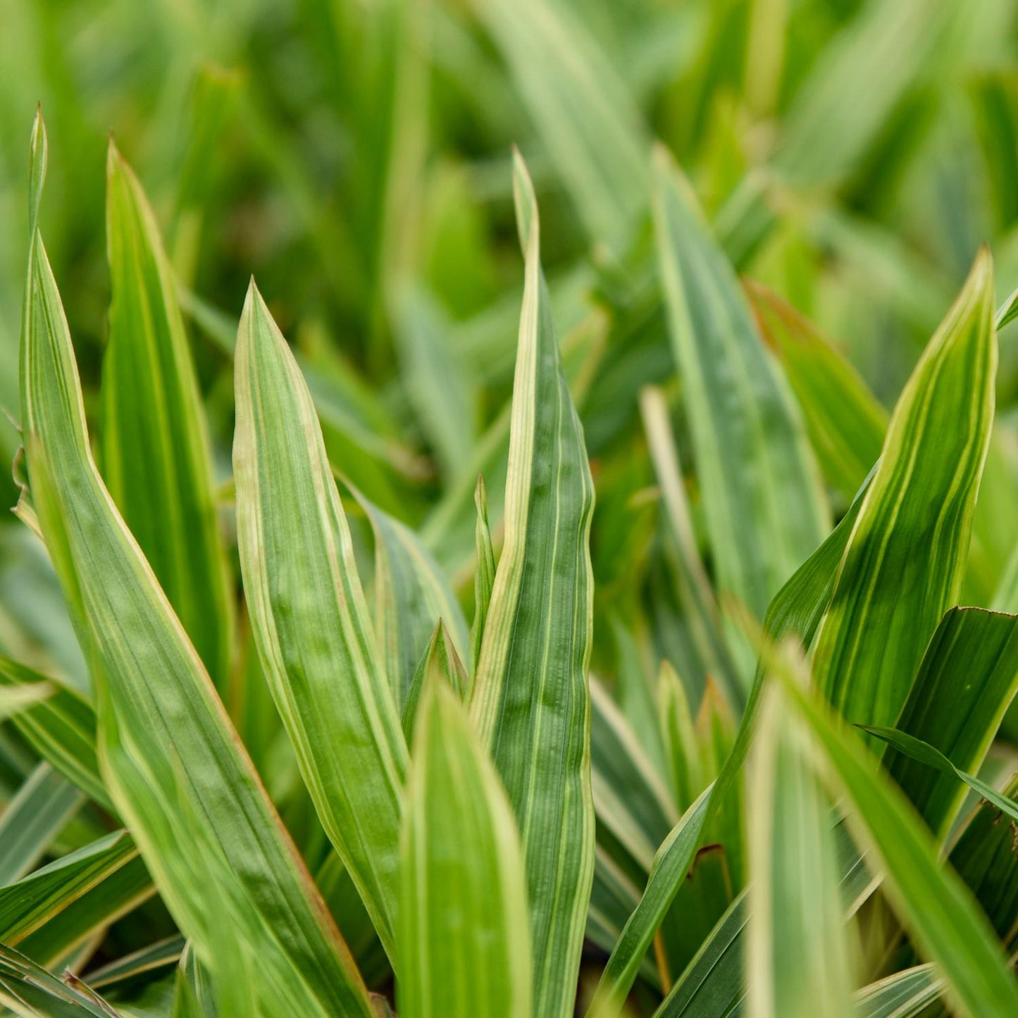 Close-up of Shade Fanfare' Sedge (Carex) with dense, green pointed leaves featuring light yellow stripes - Photo Courtesy of Walters Gardens, Inc.