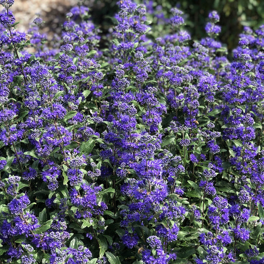 Beyond Midnight® Bluebeard (Caryopteris) - Photo Property of Garden Crossings LLC