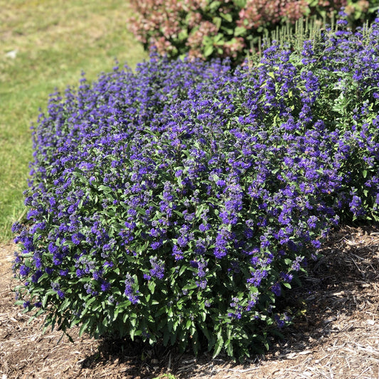 Beyond Midnight® Bluebeard (Caryopteris) - Photo Property of Garden Crossings LLC