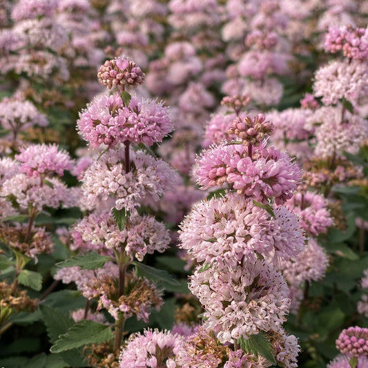 Clusters of fluffy, pale pink Beyond Pink'D® Bluebeard (Caryopteris) blooms and green leaves field under natural light - Photo Property of Garden Crossings LLC.