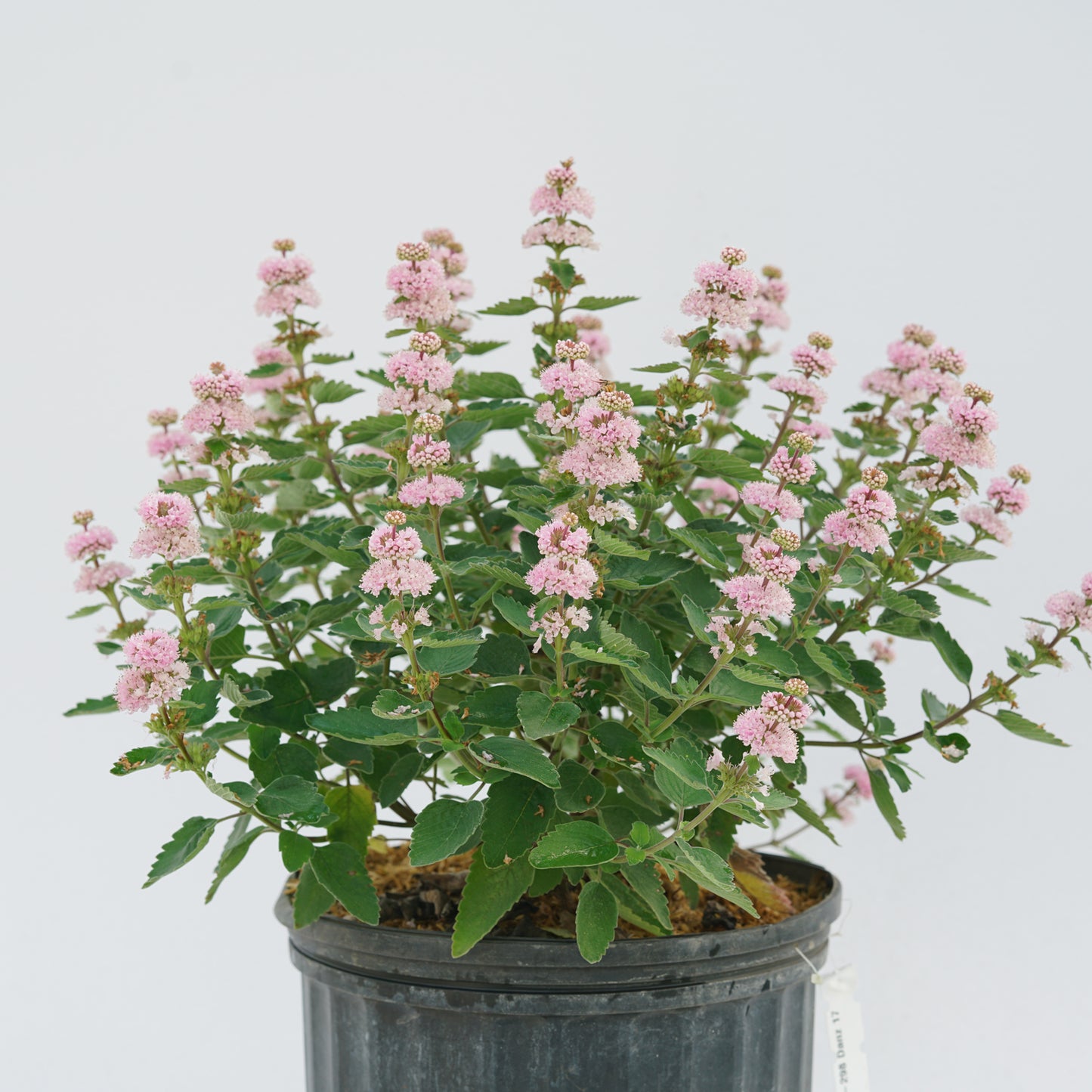 Beyond Pink'D® Bluebeard (Caryopteris) - Photo Courtesy of Proven Winners, Inc.