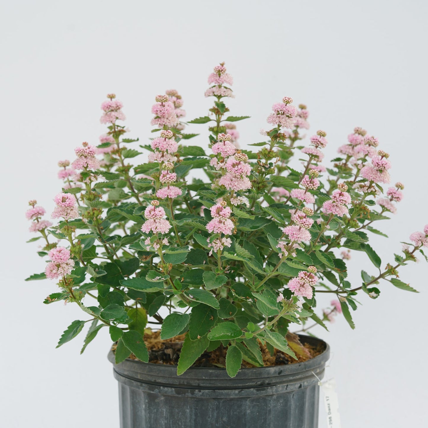 A potted Beyond Pink'D® Bluebeard (Caryopteris), a pollinator-friendly plant with clusters of light pink flowers and green serrated leaves, sits against a plain white background - Photo Courtesy of Proven Winners, Inc. Decorative pot not included.