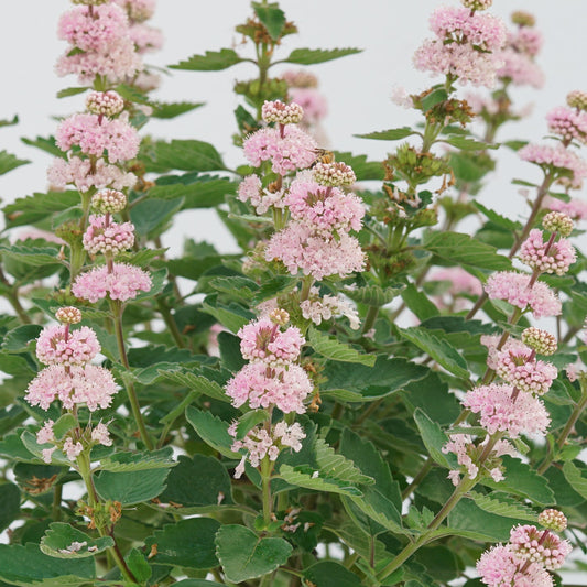 Clusters of small, pale pink flowers bloom atop green stems on Beyond Pink’D® Bluebeard (Caryopteris), creating a pollinator-friendly, deer-resistant shrub that forms a dense, vibrant accent against light backgrounds - Photo Courtesy of Proven Winners, Inc.