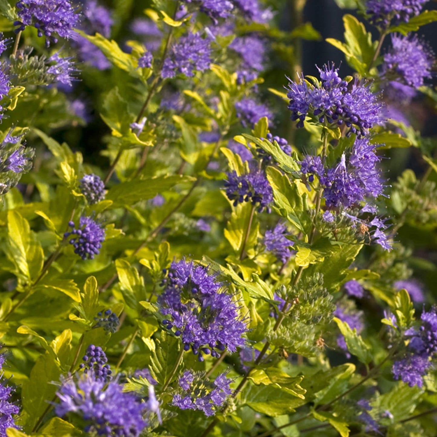 Clusters of vibrant purple flowers bloom on Sunshine Blue® II Bluebeard (Caryopteris), a deer-resistant shrub with green to yellowish leaves in bright sunlight, adding lively color to your garden - Photo Courtesy of Proven Winners, Inc.