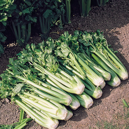 Tango' Celery (Apium) stalks, green with leafy tops and white bases, are arranged in neat rows on soil, with more fresh Tango' Celery plants growing upright in the background - Photo Courtesy of Burpee