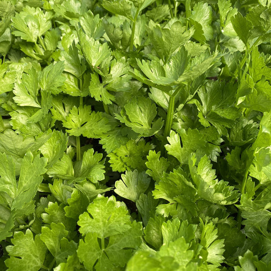 Tango' Celery (Apium) - Photo Property of Garden Crossings LLC