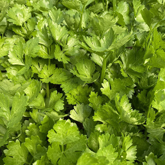 Close-up of fresh, vibrant green cilantro leaves with serrated edges, packed next to lush, healthy 'Tango' Celery (Apium), showcasing their crisp appearance - Photo Property of Garden Crossings LLC.