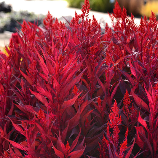 Cluster of deep red feathery leaves of Dragon's Breath® Cockscomb (Celosia) - Photo Courtesy of Ball Horticulure, Inc.