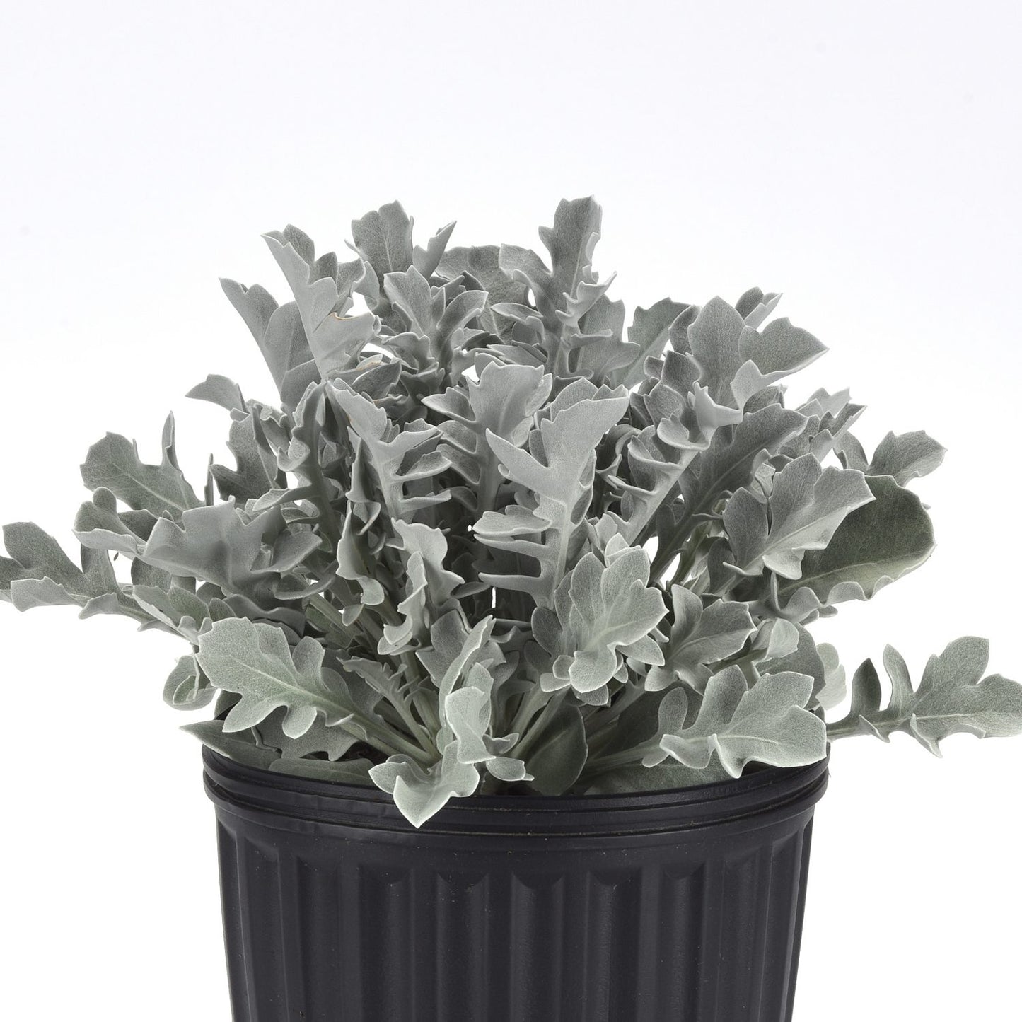Silver Swirl Snowflake Dusty Miller (Centaurea) - Photo Courtesy of Ball Horticulure, Inc.