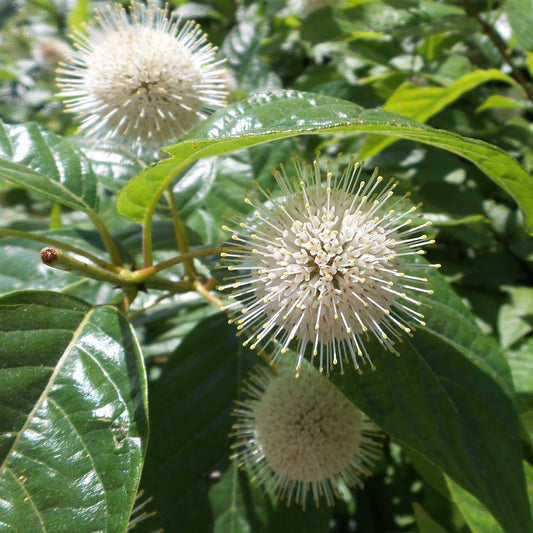 Close-up of Sugar Shack® Buttonbush (Cephalanthus), a compact shrub with round, spiky white flowers and glossy green leaves, set against a blurred background of foliage - Photo Property of Garden Crossings LLC.
