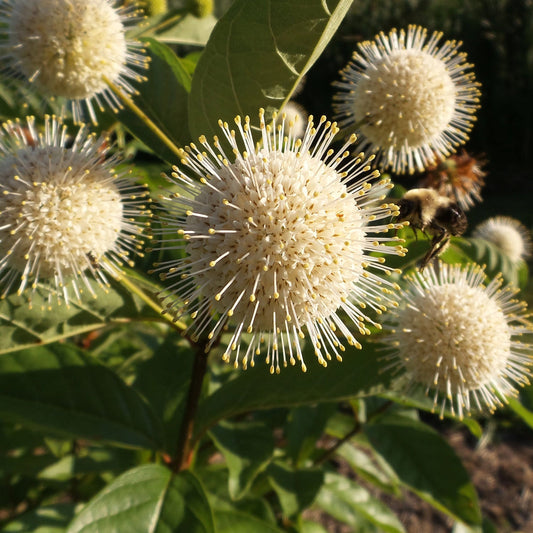 Close-up of the Sugar Shack® Buttonbush (Cephalanthus) with white, spherical blooms and radiating yellow-tipped stamens among green leaves, as a bumblebee forages on one of its flowers - Photo Property of Garden Crossings LLC.