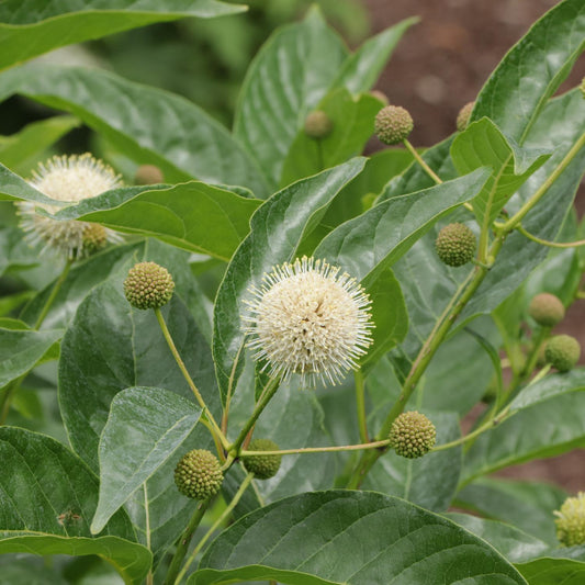 Closeup of Sugar Shack® 2.0 Buttonbush (Cephalanthus) showing round, spiky white flower heads and green buds amid glossy leaves - Photo Courtesy of Proven Winners, Inc.