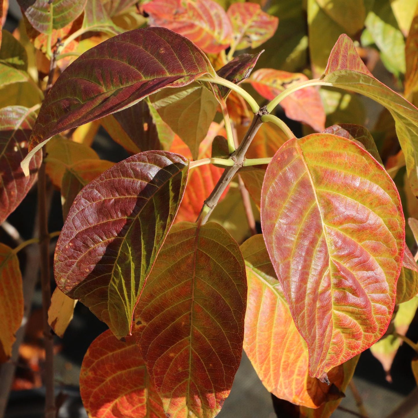 Close-up of Sugar Shack® 2.0 Buttonbush (Cephalanthus) branches displays autumn leaves in red, orange, yellow, and green. Sunlight highlights detailed veins and textures on this compact, pollinator-friendly flowering shrub - Photo Courtesy of Proven Winners, Inc.
