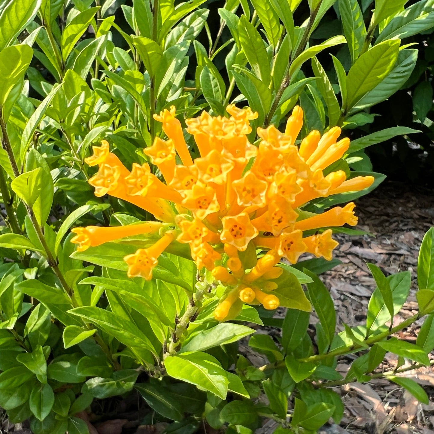 Juiced® Orange Jessamine (Cestrum) features bright yellow-orange tubular flowers clustered among glossy green leaves, adding vibrant color to a landscape with wood mulch. - Photo Property of Garden Crossings LLC