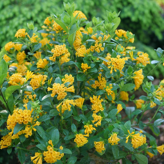 Juiced® Orange Jessamine (Cestrum) - Photo Courtesy of Proven Winners, Inc.