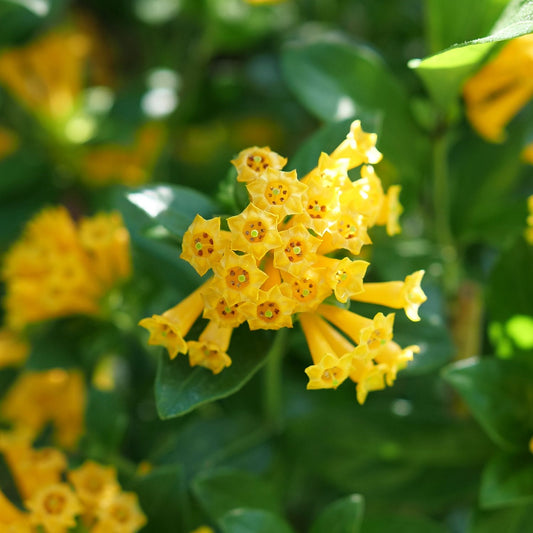 The Juiced® Orange Jessamine (Cestrum) features bright yellow, star-shaped flowers on a drought-tolerant shrub with green leaves, all beautifully illuminated by natural sunlight. - Photo Courtesy of Proven Winners, Inc.