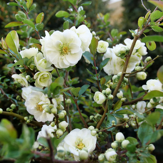 Double Take Eternal White® Quince (Chaenomeles) features deer-resistant white blooms with yellow centers set among green leaves and buds, offering a lush, vibrant addition to any garden. - Photo Courtesy of Proven Winners, Inc.