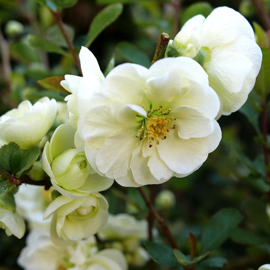 Double Take Eternal White®Â Quince (Chaenomeles) - Photo Courtesy of Proven Winners, Inc.
