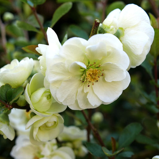 Close-up of Double Take Eternal White® Quince (Chaenomeles) blossoms with soft white petals and yellow centers, framed by green leaves. This deer-resistant shrub is prized for continuous blooms against a backdrop of blurred foliage. - Photo Courtesy of Proven Winners, Inc.