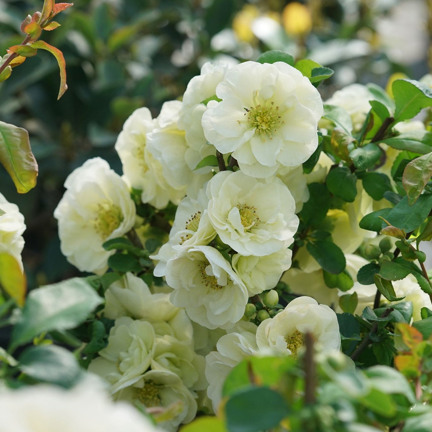 Double Take Eternal White® Quince (Chaenomeles) features clusters of white blooms that rebloom throughout the season, with lush green foliage and stems providing a vibrant backdrop for a striking garden display. - Photo Courtesy of Proven Winners, Inc.