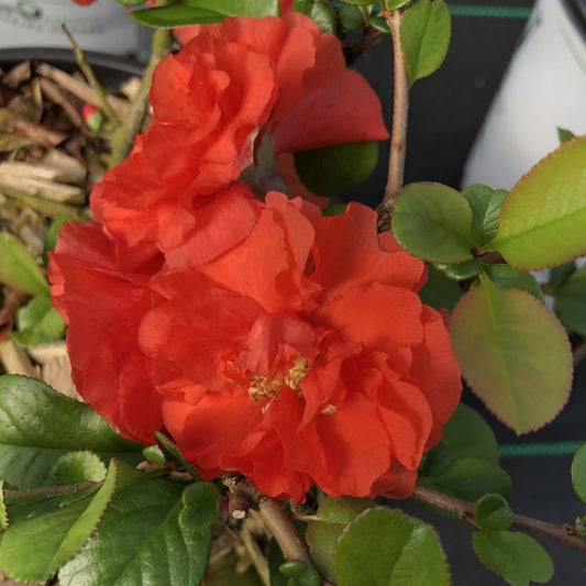 Close-up of two vibrant Double Take® Orange Quince (Chaenomeles) flowers with ruffled petals, framed by green leaves and thorny stems. In the background, a white container and out-of-focus foliage are visible. - Photo Property of Garden Crossings LLC