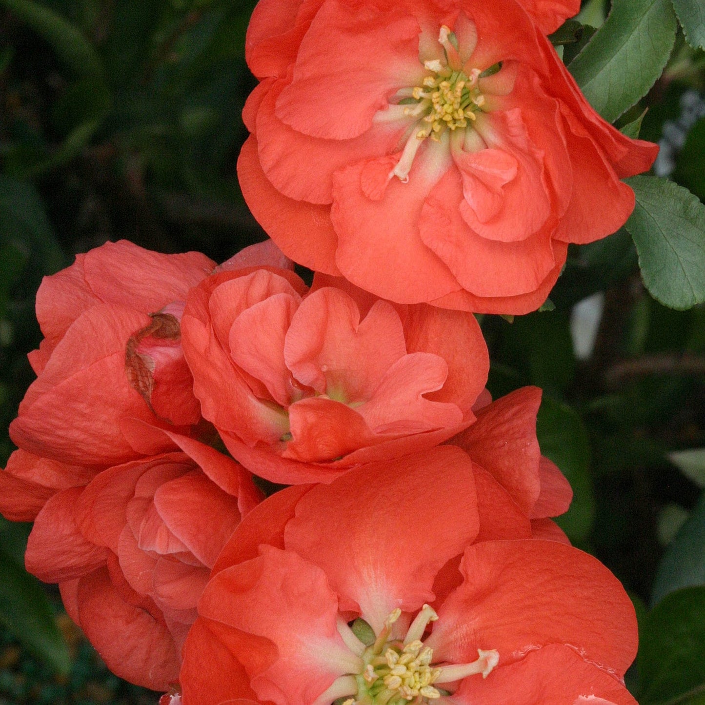 Close-up of vibrant Double Take® Orange Quince (Chaenomeles) blooms with yellow centers and lush green foliage, highlighting the striking appeal of this flowering shrub. - Photo Courtesy of Proven Winners, Inc.