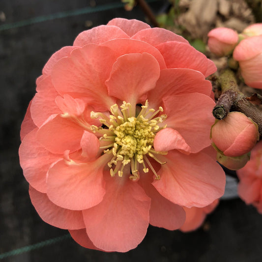 A close-up of a Double Take Peach® Quince (Chaenomeles) flower displays layered peach-pink petals and a cluster of yellow stamens at its center, set against a softly blurred dark background. - Photo Property of Garden Crossings LLC
