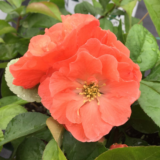 A close-up of a vibrant coral-colored bloom from the Double Take Peach® Quince (Chaenomeles), featuring layered petals, yellow stamens, and green leaves with water droplets. - Photo Property of Garden Crossings LLC