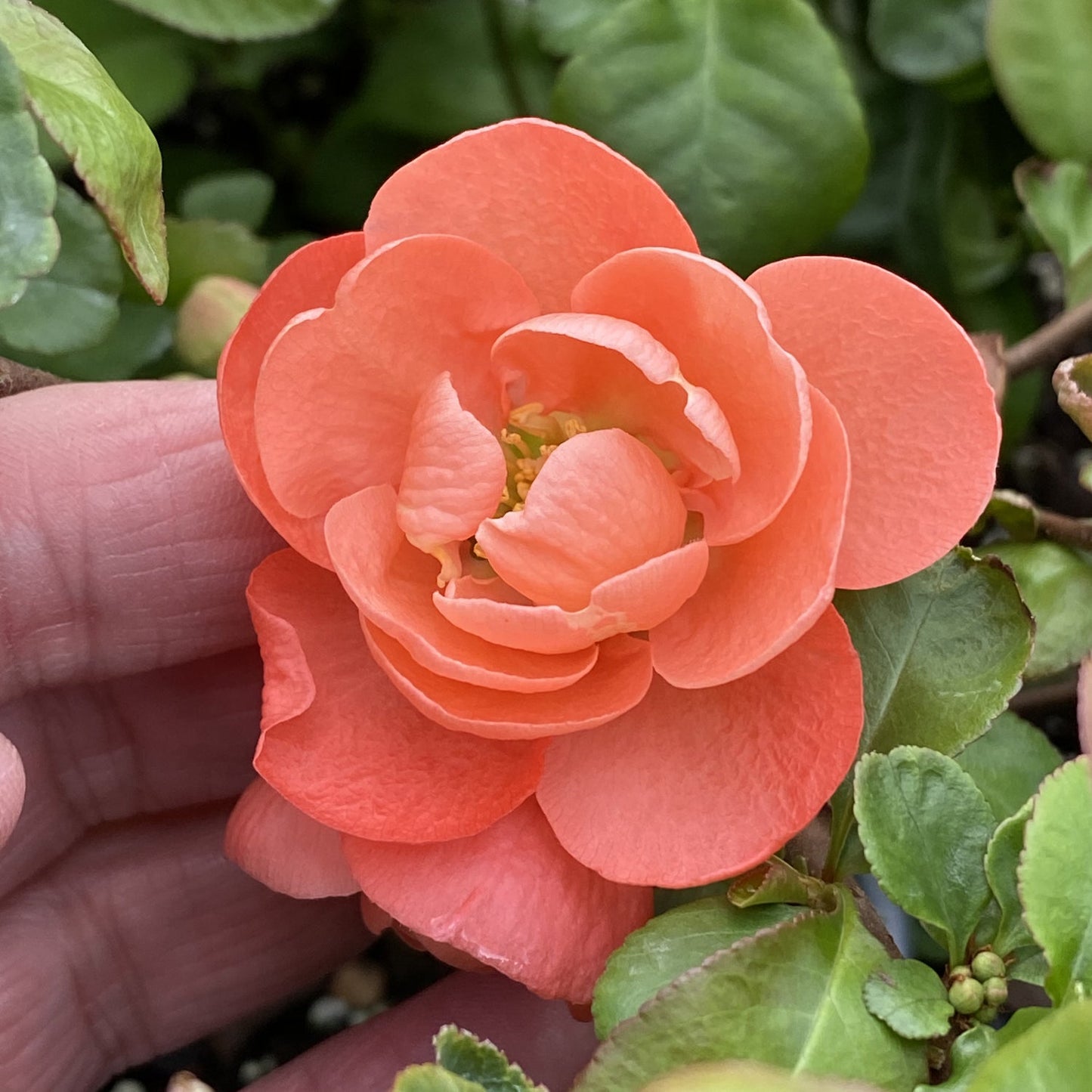 A close-up of a Double Take Peach® Quince (Chaenomeles) flower with layered petals, gently held by a hand and surrounded by green leaves from the thornless flowering shrub. - Photo Property of Garden Crossings LLC