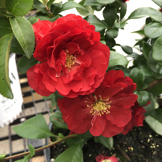 Two vibrant red Double Take® Scarlet Quince (Chaenomeles) flowers with yellow stamens bloom amid glossy green leaves on a potted shrub, displayed on a metal shelf. This deer-resistant plant offers year-round beauty to any space. - Photo Property of Garden Crossings LLC