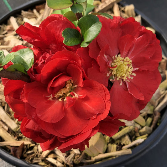 Double Take® Scarlet Quince (Chaenomeles) - Photo Property of Garden Crossings LLC