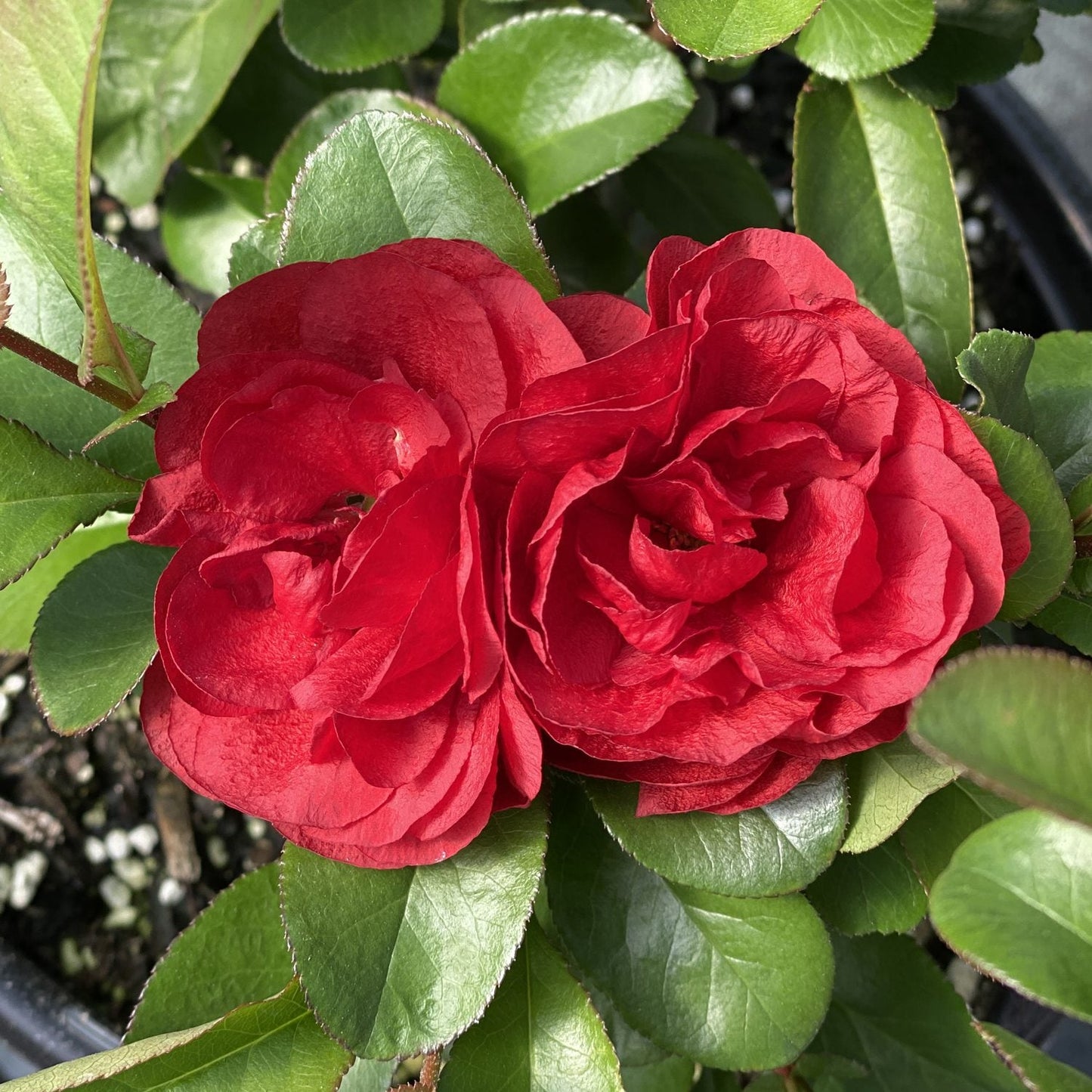 Two vibrant Double Take® Scarlet Quince (Chaenomeles) flowers with layered red petals bloom side by side among green leaves, creating a striking contrast display rich color and texture in the sunlight. - Photo Property of Garden Crossings LLC