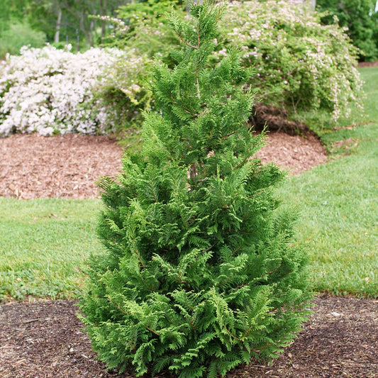 Cedar Rapids® False Cypress (Chamaecyparis) - Photo Courtesy of Proven Winners, Inc.