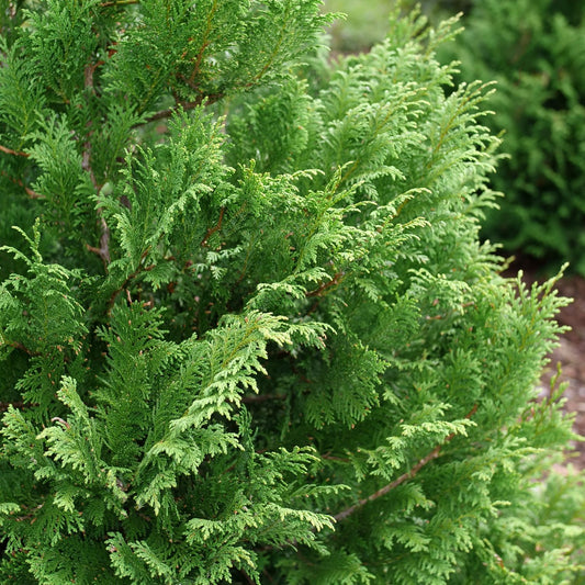Cedar Rapids® False Cypress (Chamaecyparis) - Photo Courtesy of Proven Winners, Inc.