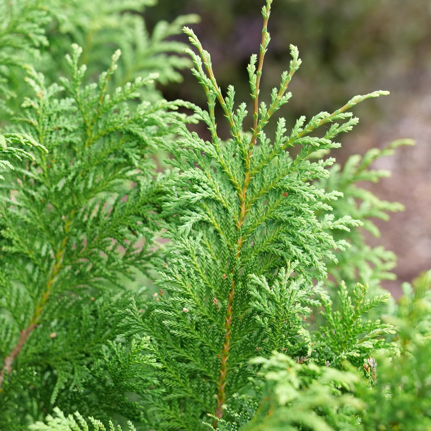 Close-up of Cedar Rapids® False Cypress (Chamaecyparis) shows vibrant green, feathery branches with dense, scale-like leaves. The softly blurred background highlights the fresh growth and texture of this striking evergreen foliage. - Photo Courtesy of Proven Winners, Inc.