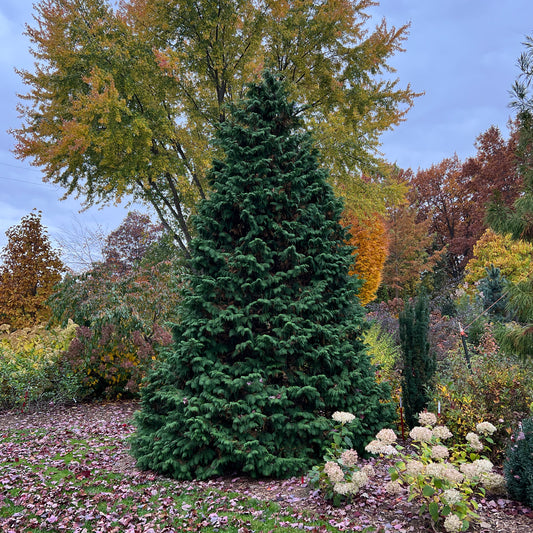 Soft Serve® False Cypress (Chamaecyparis) - Photo Property of Garden Crossings LLC