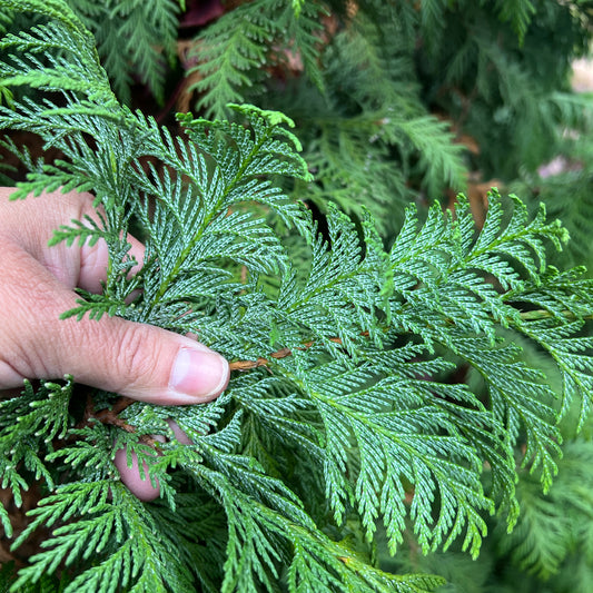 Soft Serve® False Cypress (Chamaecyparis) - Photo Property of Garden Crossings LLC