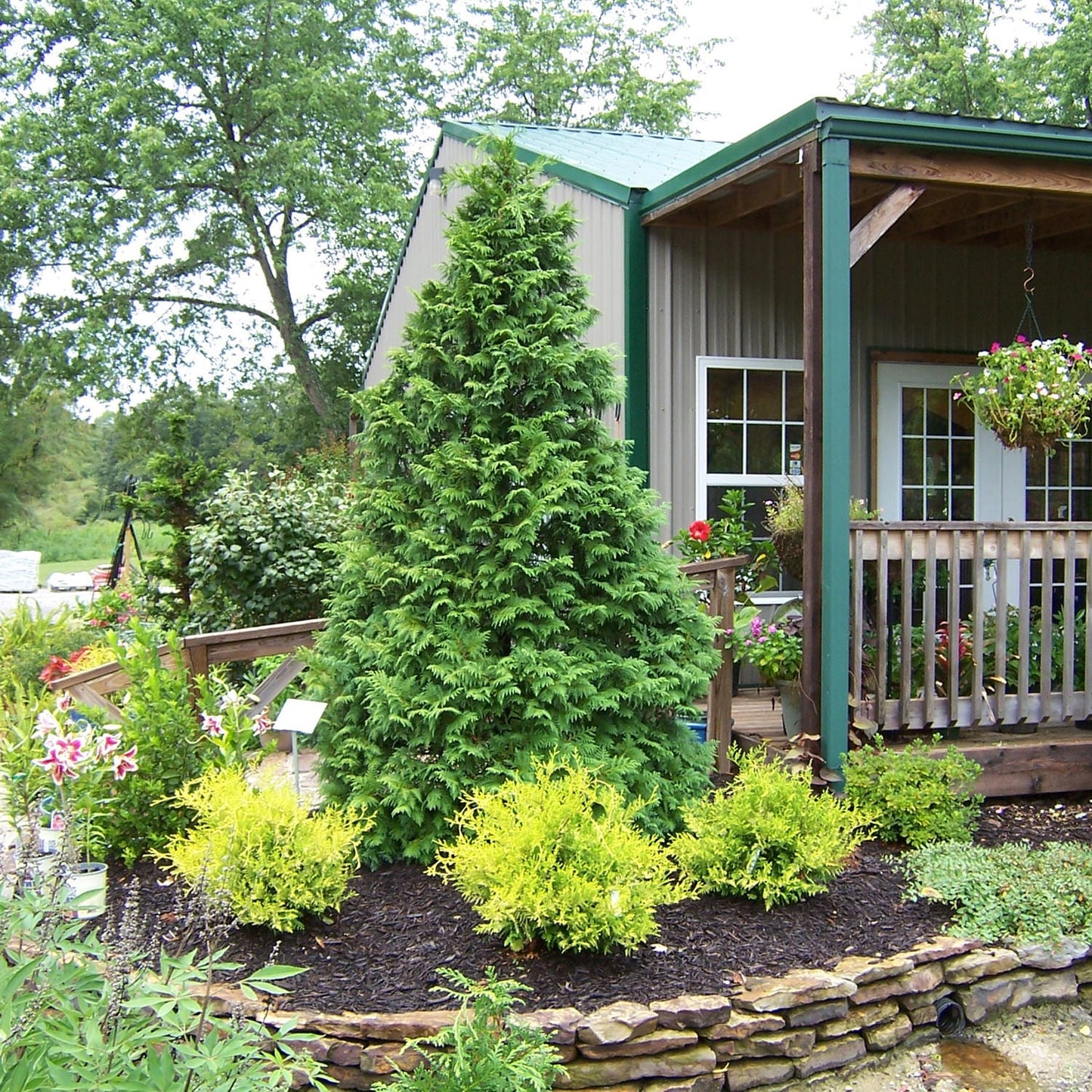 A small landscaped garden with a large Soft Serve® False Cypress, yellow-green bushes, and flowers in front of a house with a porch, wooden railing, hanging basket, and stone-bordered bed - Photo Courtesy of Proven Winners, Inc.